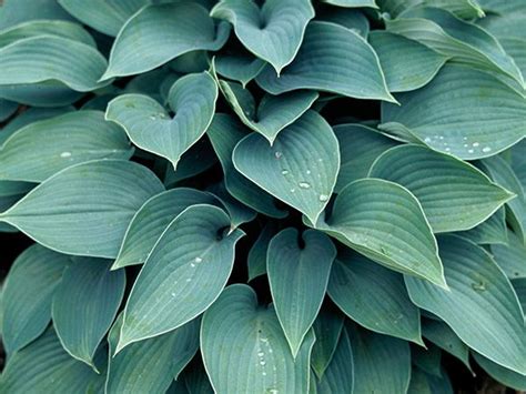 Hostas: Sun Tolerant and Slug Resistant - Florissa | Flowers & More