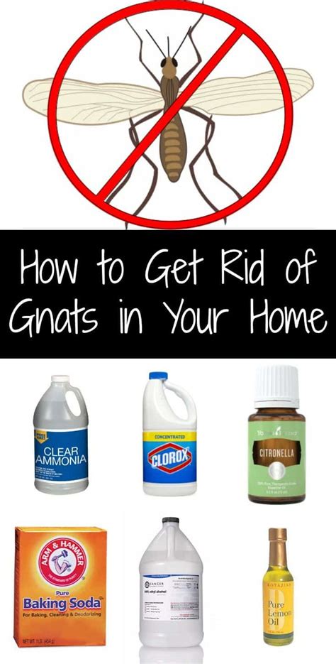 How To Get Rid Of Gnats? – The Housing Forum