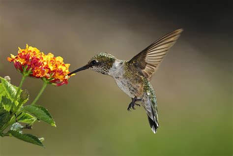 Hummingbird Conservation Threats and Ways to Help