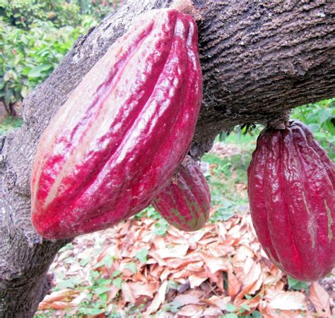 Our Raw Cacao — Super Vital Foods