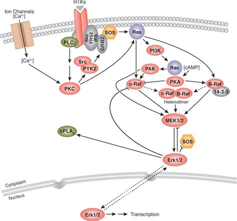 The MAPK pathway. Model representing the MAPK pathway, which starts ...