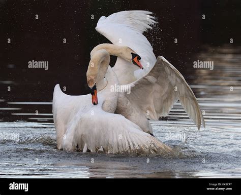 Fighting Male Swans Stock Photo - Alamy