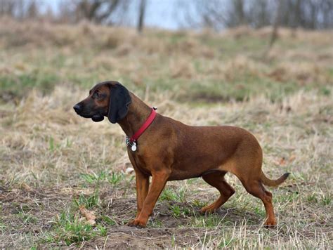 Are Bavarian Mountain Hounds Good With Other Dogs