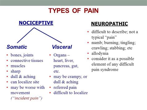 Examples of somatic nervous system - shelfdiki