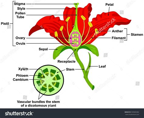 Vector Flower Parts Diagram with stem cross section anatomy of plant ...