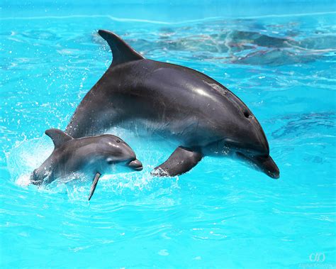 Dolphin lifespan - noredkits