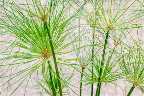 How to Plant & Grow Papyrus (Cyperus papyrus)