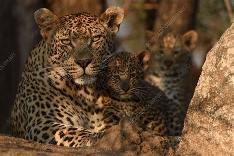 Leopard mother with cubs - Stock Image - F023/2228 - Science Photo Library