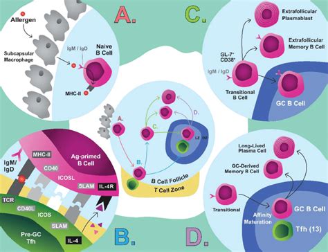 Simplified pathway of memory T-cell differentiation. T-cell fate is ...