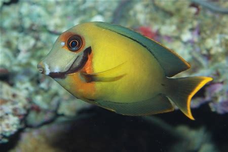 Surgeonfishes/Tangs (Acanthuridae) in aquarium