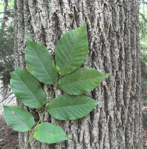 Fraxinus americana Gallery & Guide | White ash tree, Tree seeds, Tree ...