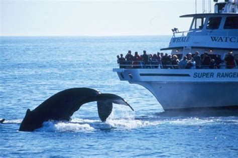 Boston Whale Watching Tours