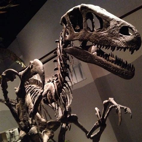 Eclectic Irony — sciencetoastudent: Utahraptor skeleton at the...