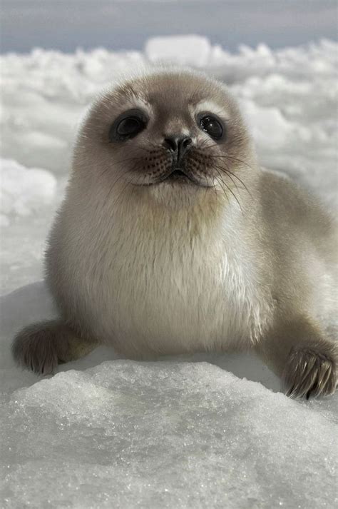 This is a harbor-ringed seal pup hybrid. The hybrid is mostly white ...