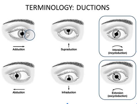 DUCTION MOVEMENT - Optography