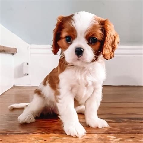 View Image #2 for Fantastic Cavalier King Charles Spaniel Puppies Male ...