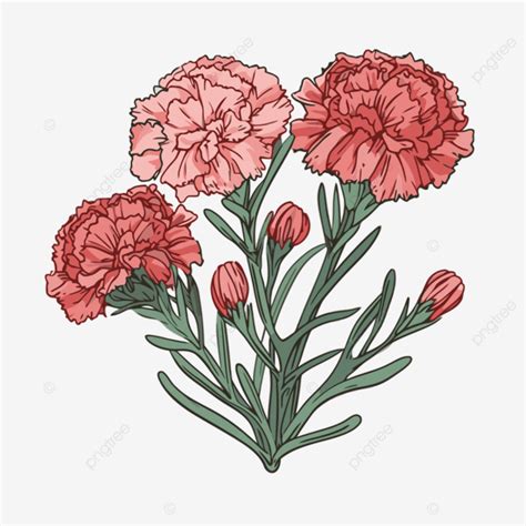 Claveles Clipart Claveles Rojos Flor Dibujado A Mano Ilustración ...