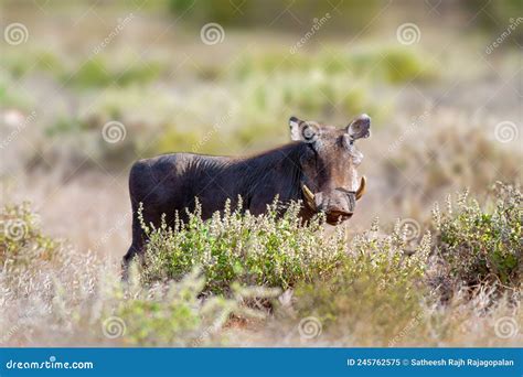 A Warthog Checking To Make Sure There are No Predators Around Stock ...