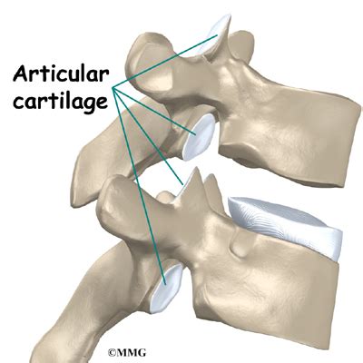 Zygapophyseal Joint