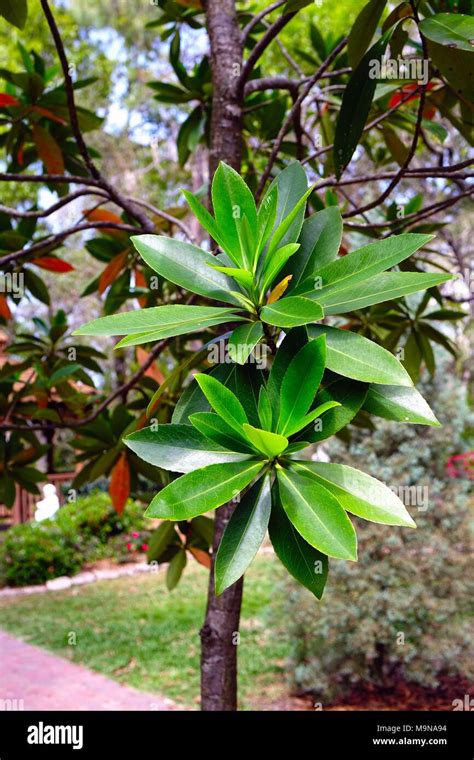 Leaf clusters on a loblolly bay tree at the Nature Coast Botanical ...