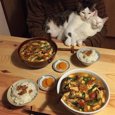 Funny pictures of cats watching their owners eat – Vuing.com