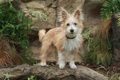 American Kennel Club Invites Two New Breeds to the Litter | TIME.com