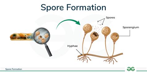 Spore Formation - Diagram, Method, & Examples - GeeksforGeeks