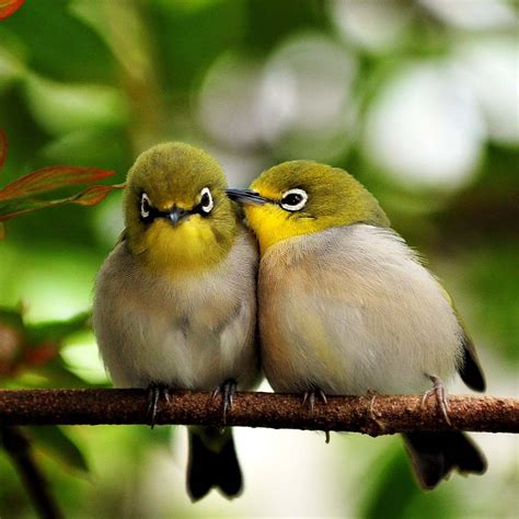 Most Romantic Love Birds Quotes to Swoon Over - Darling Quote