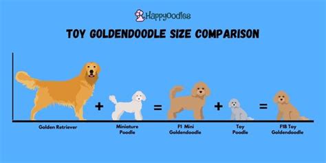 Meet the Toy Poodle: All You Need to Know