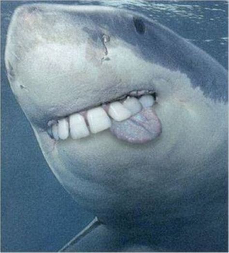 22 Shark With Human Teeth Pictures That Are Just Ridiculous