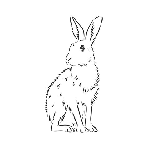 hare vector sketch 8917701 Vector Art at Vecteezy