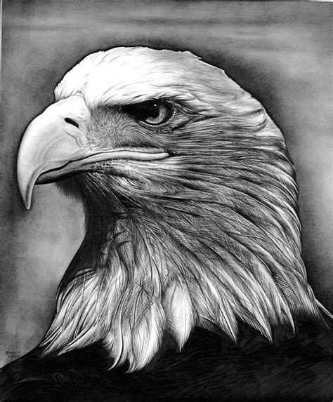 Pencil Drawing Bald Eagle - pencildrawing2019