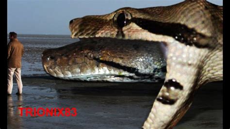 Titanoboa Real: TITANOBOA VS ANACONDA – Serpientes gigantes | Animales ...