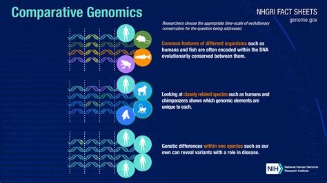 Comparative Genomics Fact Sheet