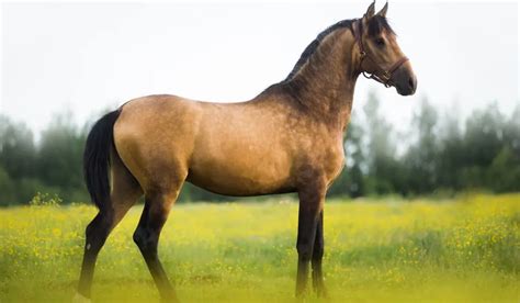 Buckskin Horse Color - Origin, Genetics, and Variations - Helpful Horse ...