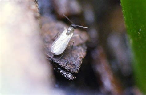 Fungus Gnats: Control & Prevention for Carnivorous Plants | Curious Plant