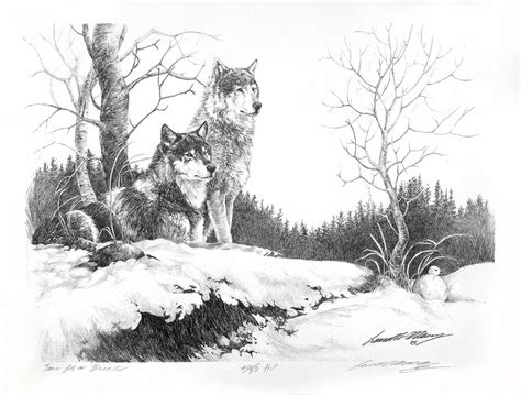 WOLF Wolves pencil drawing Limited Edition Original Artist Signature ...