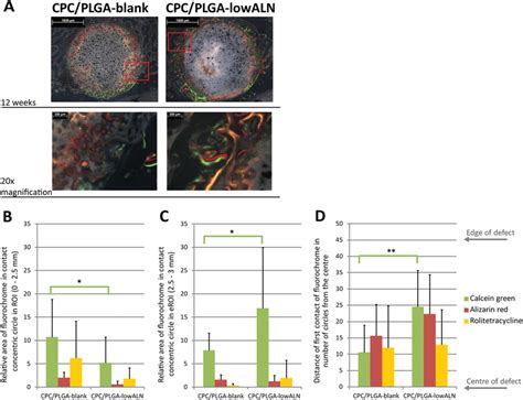 (A-D): (A) Representative fluorochrome microscopy images at 12 weeks ...