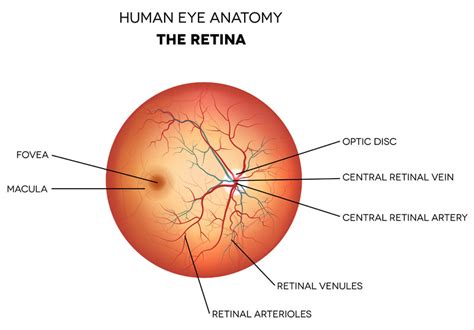 Retinal Disease - Walter Eye Clinic Tinley Park, IL