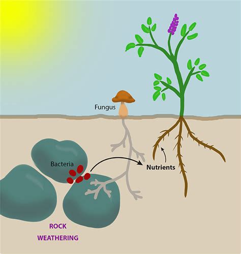 Plantae Bacteria