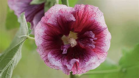 How Deep Do You Plant Hollyhock Seeds | Storables