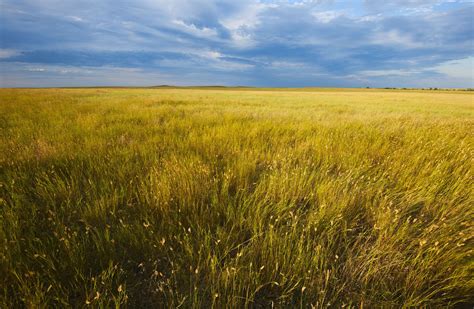 The Characteristics of Temperate Grasslands Biomes | Biomes, Grassland ...