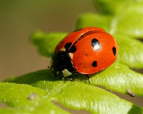 What’s the difference between a bug and a beetle? – Naturally North Idaho