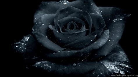 Dark Roses Wallpapers - Wallpaper Cave