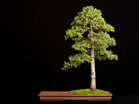 Cedar Bonsai Tree Care Guide (Cedrus Libani) | Bonsai Tree Gardener