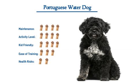 Are Portuguese Water Dog The Most Intelligent Dogs