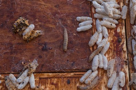 How to Get Rid of Wax Moths in Beehives - BeeKeepClub