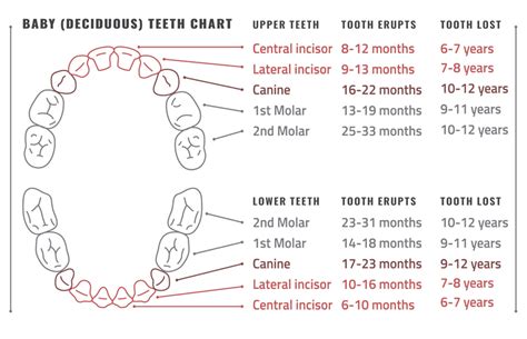 deciduous teeth letter chart