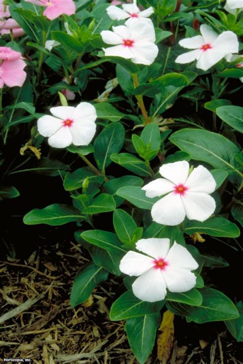 Annual Vinca (Madagascar Periwinkle): Our Favorite Flowers | HGTV