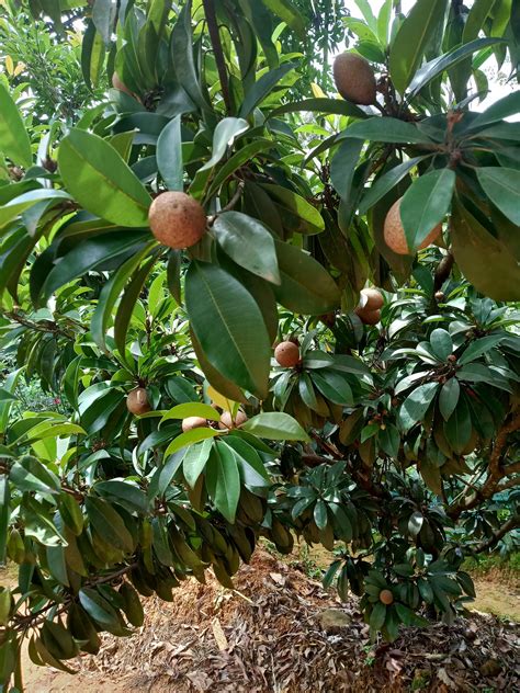 Our sapota tree laden with fruits. #gardening #garden #DIY #home # ...